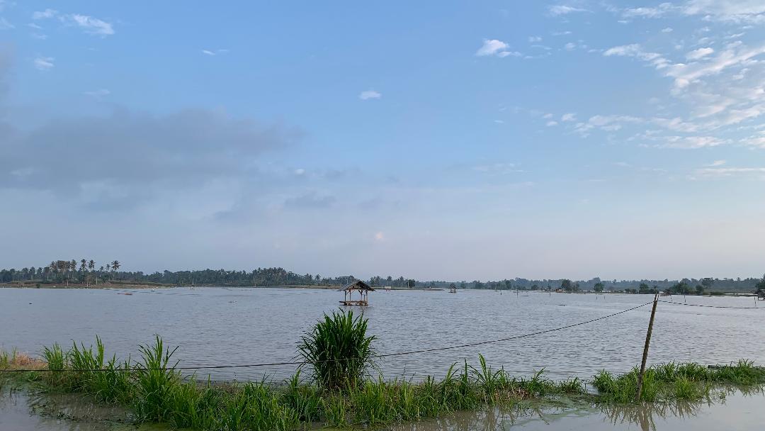 60 Hektar Padi Terendam Banjir