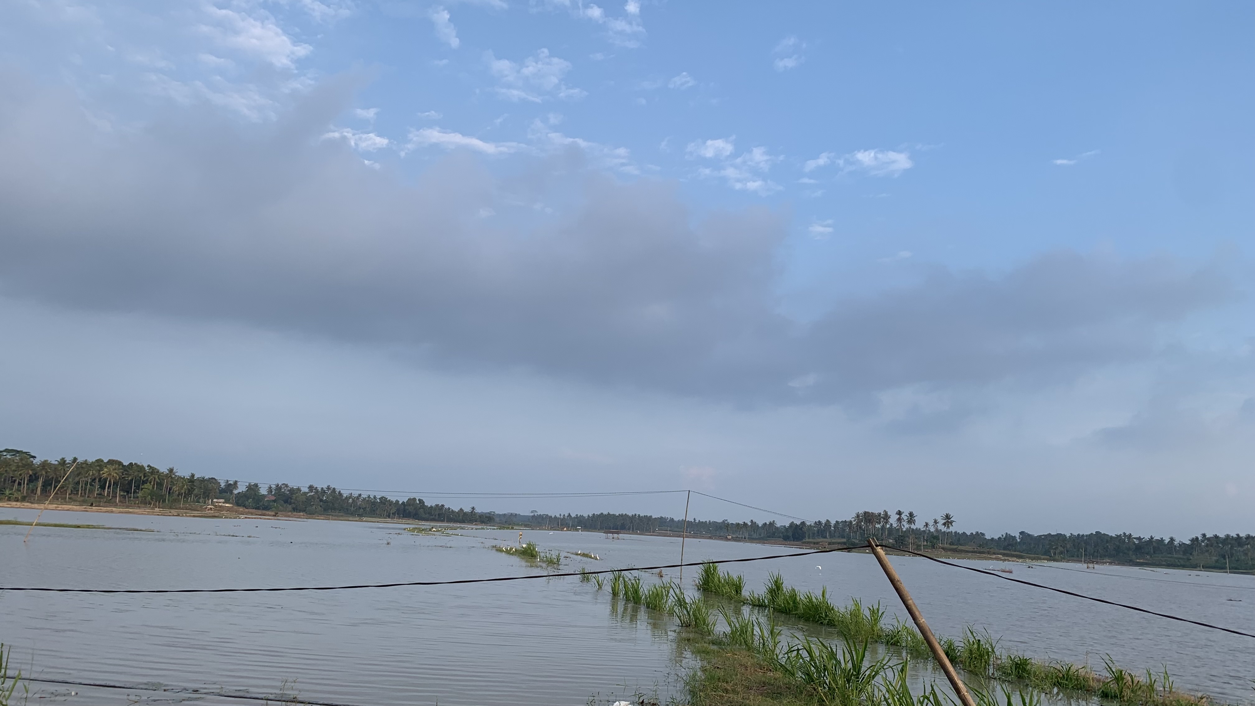 Banjir Merusak Belasan Hektar Tanaman Padi