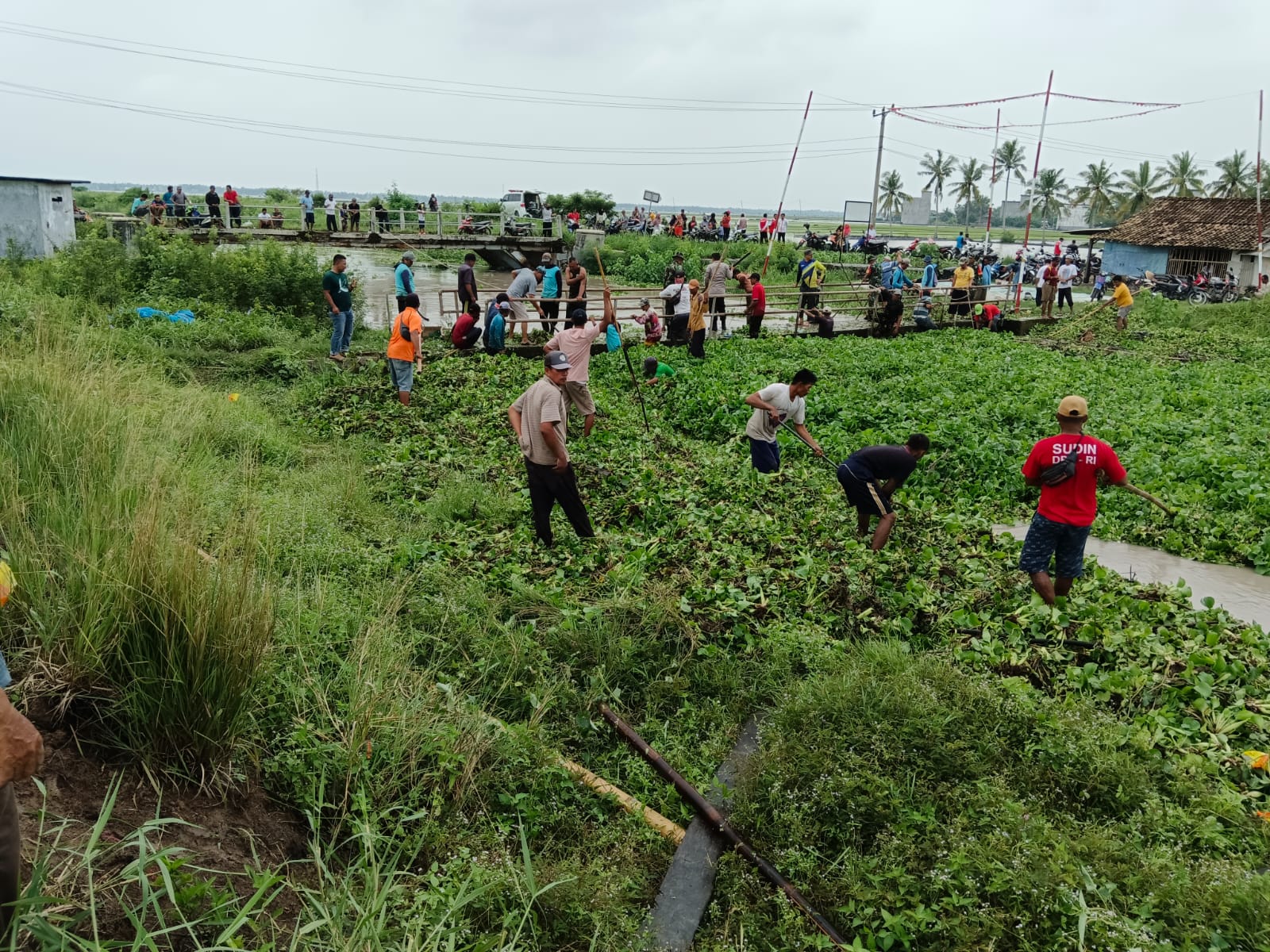700 Hektar Tanaman Padi di Sragi Terendam Banjir