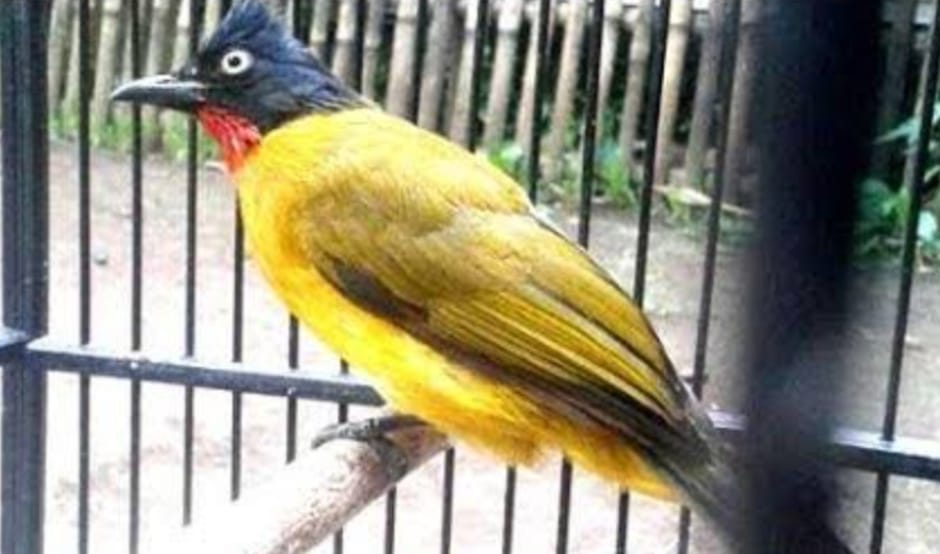 MITOS/FAKTA Pelihara Burung Kutilang Emas Datangkan Hoki, Berikut Ulasannya