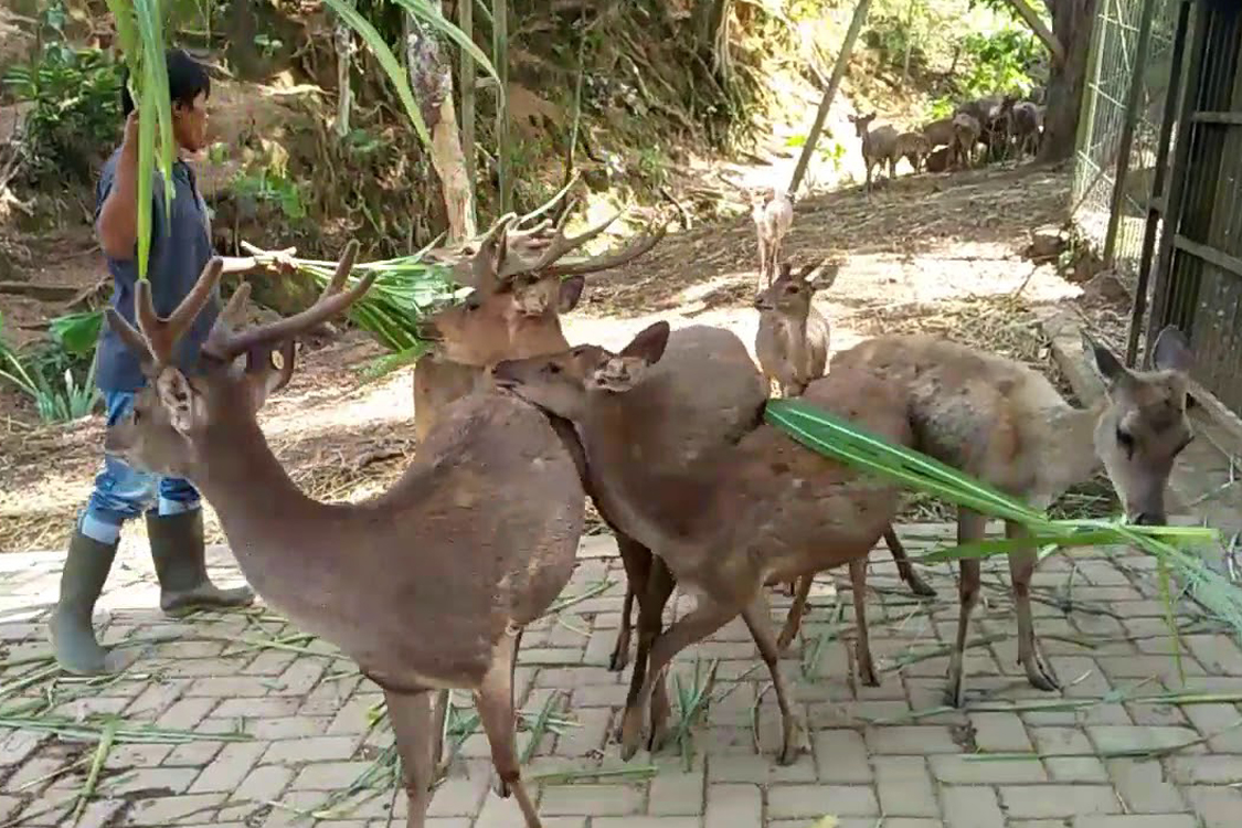 Taman Penangkaran Rusa Wan Abdul Rahman, Cocok Banget Untuk Wisata Bersama Anak Saat Liburan 