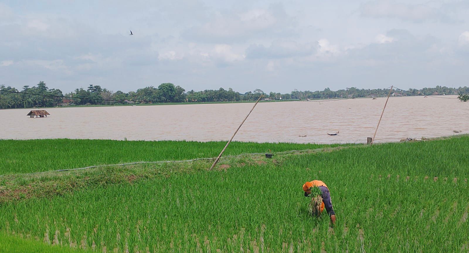 Banjir Rendam 2.000 Hektar Tanaman Padi di Lamsel