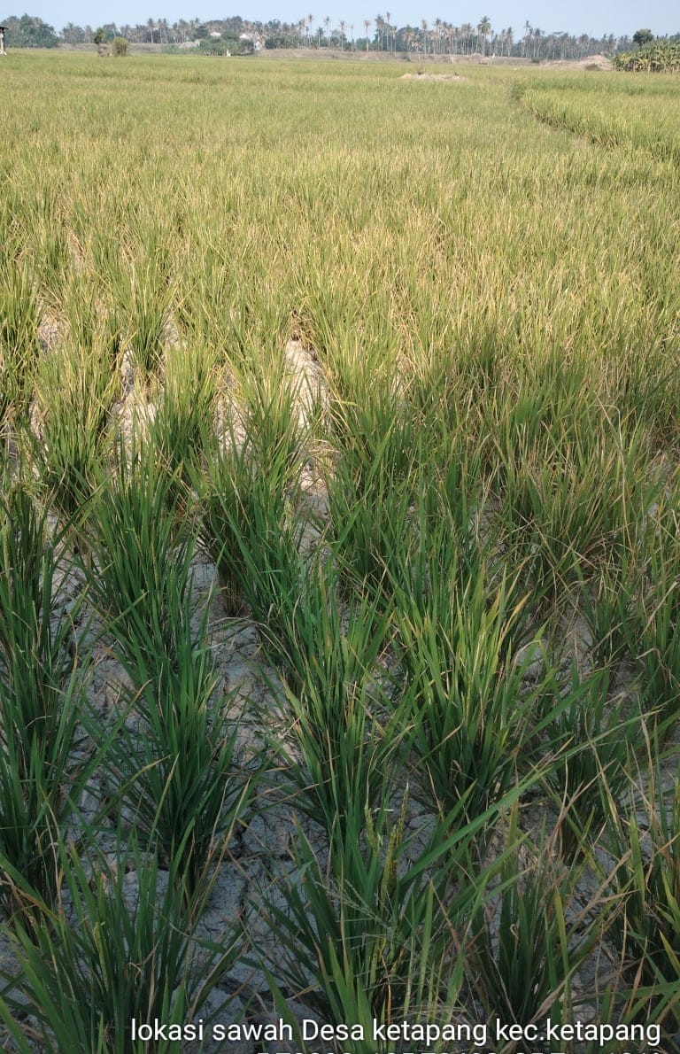 Musim Kemarau di Lampung Selatan, Tanaman Jagung dan Padi Mulai Dilanda Kekeringan