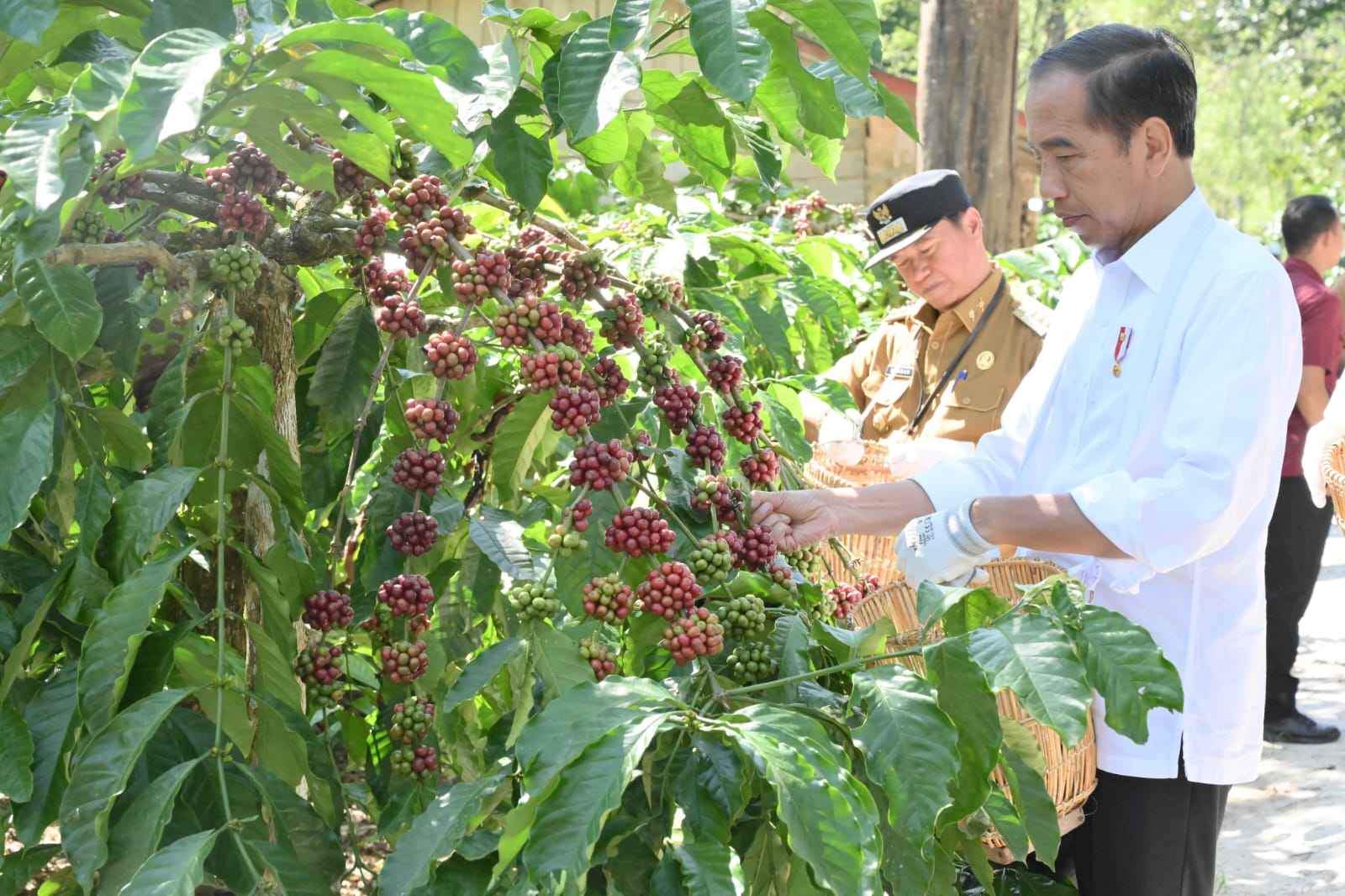 Jokowi Panen Kopi di Lampung Barat : Harusnya Bisa 8 Ton atau 9 Ton, Ini Tugas Kita Bersama!