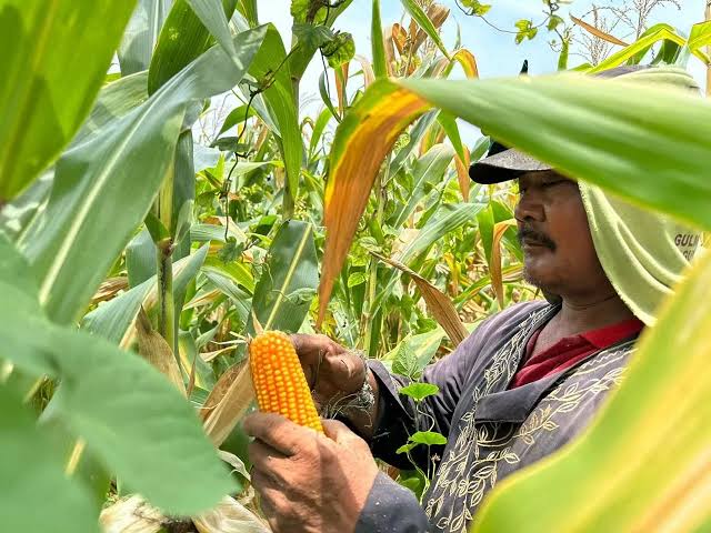 Memasuki Musim Panen Jagung, Petani Tolak Kebijakan Bulog dan Menunggu Inpres Soal Penyerapan Jagung