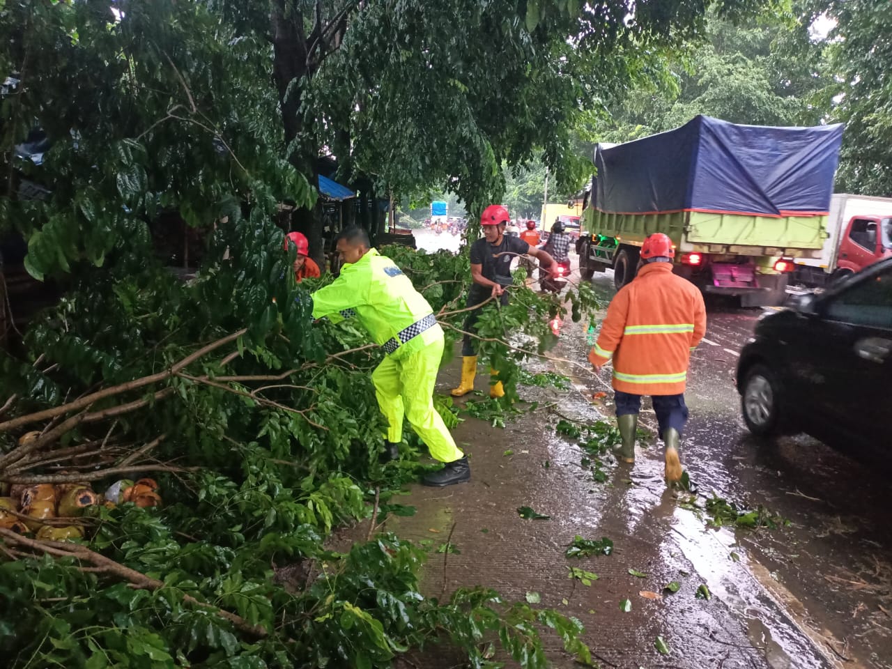 Sempat Halangi Jalinsum Natar, Pohon Tumbang Berhasil Dievakuasi Damkar 