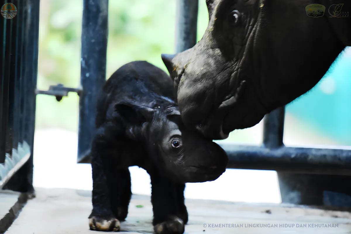 Seekor Bayi Badak Lahir lagi di Taman Nasional Way Kambas