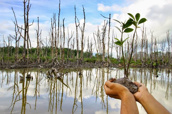 Ikatan Keluarga Alumni Sylva Unila Agendakan Penanaman 2.025 bibit Mangrove