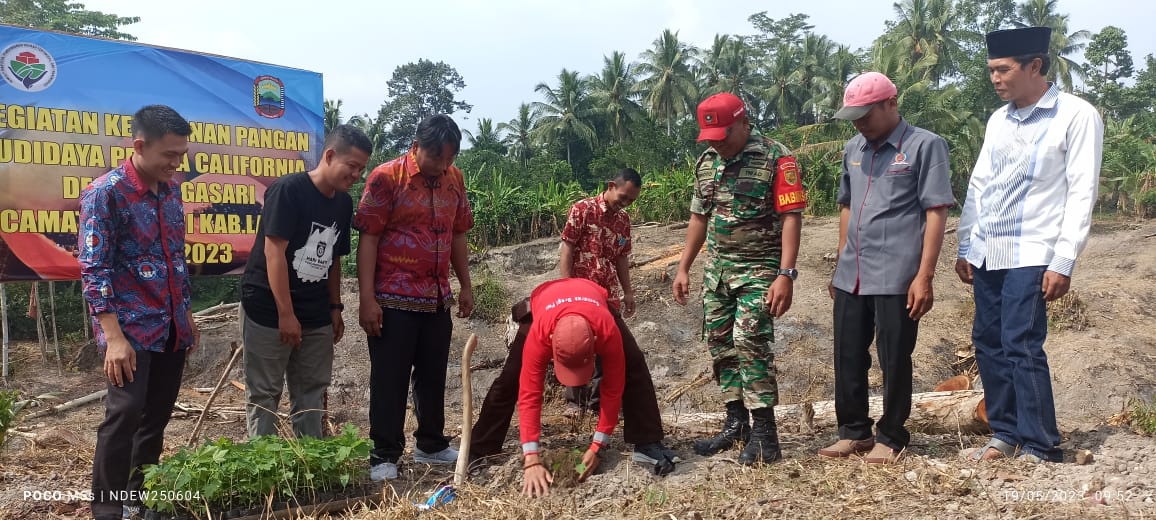 Pepaya Sedang Naik Daun