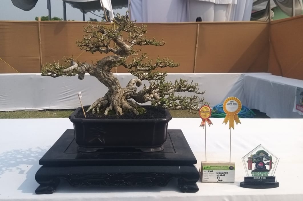 Bonsai Waru Grandong 4 Kali Dapat Best Ten Saudara Mak Lampir Yang Juarai Kontes Pesona Bonsai Kalisari