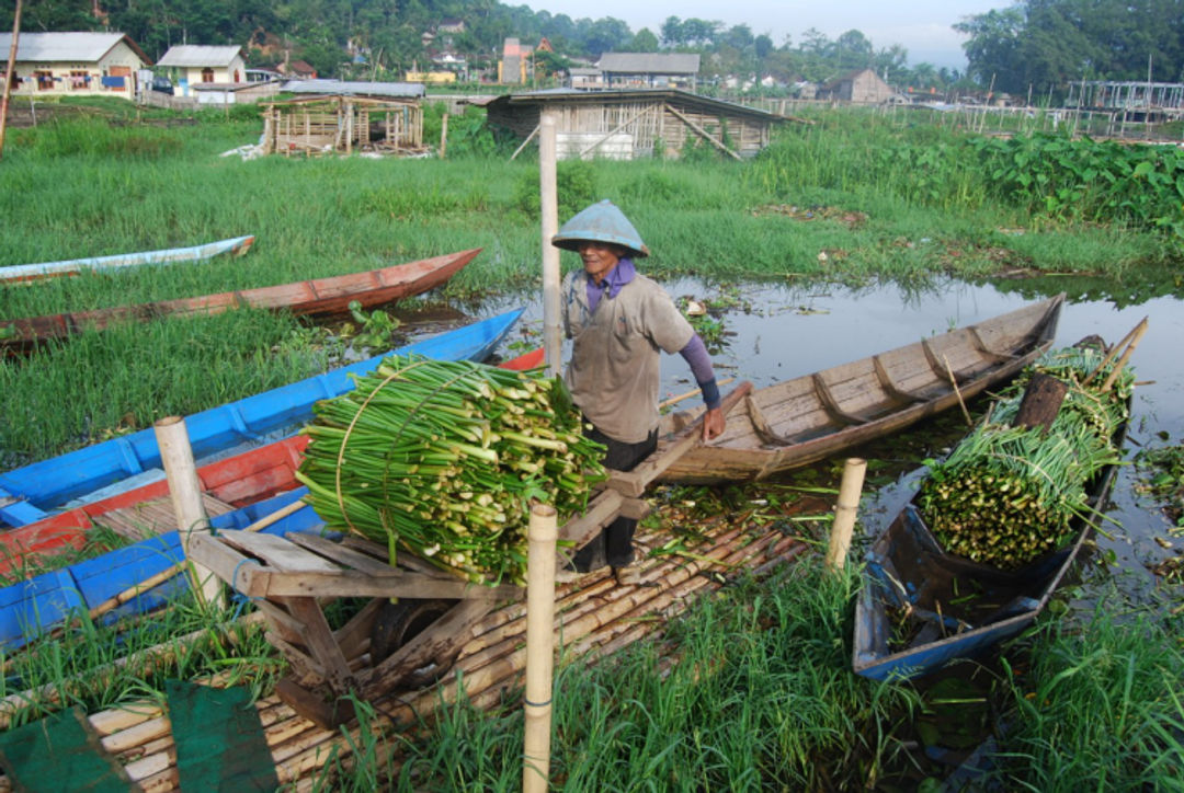 Kandungan Gizi Tinggi, Ini 7 Manfaat Eceng Gondok Bagi Kesehatan Tubuh