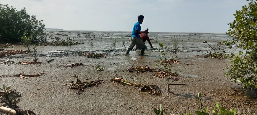 Hijau oleh 25 Ribu Pohon Bakau