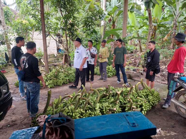 Dikepung Warga Saat Mencuri Ratusan Tanda Pisang, Warga Bakauheni Ditangkap Polisi