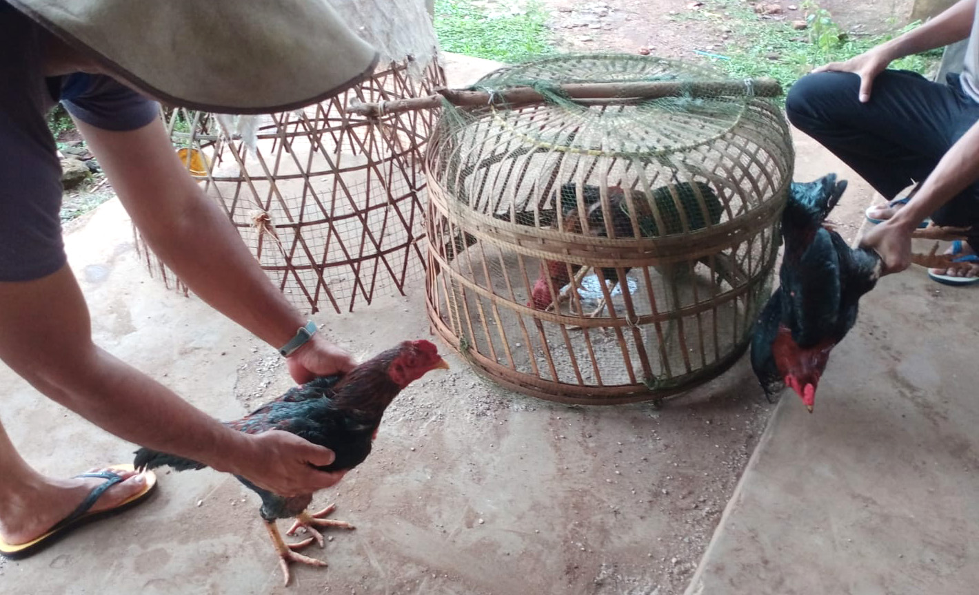 Gerebekan Judi Sabung Ayam, Polsek Labuhan Maringgai Hanya Amankan Barang Bukti 