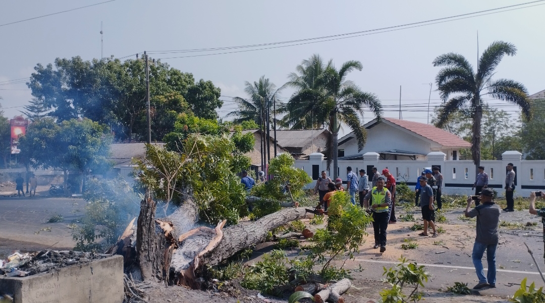 Timpa Pemotor, Pohon Tumbang Sengaja Dibakar