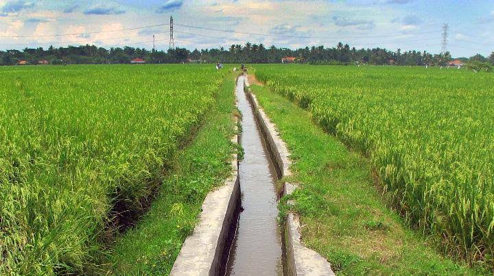 Subsidi Air Bendungan Siram 560 Hektar Padi