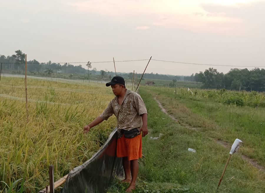 Meski Kemarau Panjang, Petani di Desa Bandarejo Natar Tetap Panen Padi 4 Kali Satu Tahun, Begini Caranya