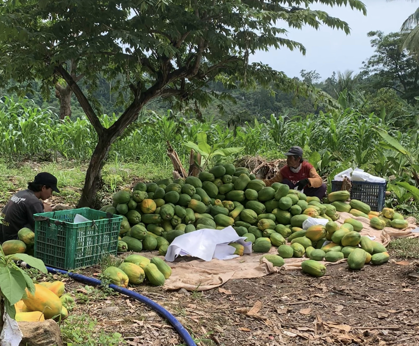 Harga Pepaya Anjlok dari Rp 5.000 jadi Rp 2.000