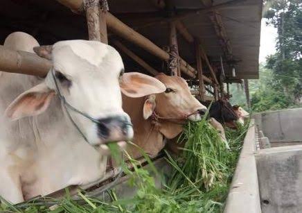 20 Ekor Sapi Bantuan Lenyap