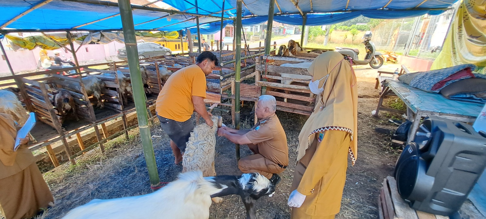 Hewan Kurban Pilek, Disnak: Tidak Berbahaya