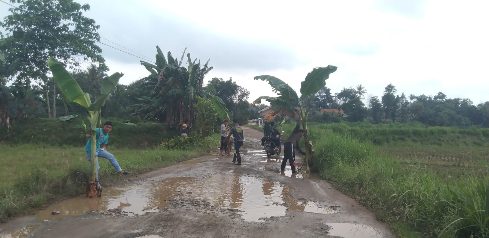 Protes Jalan Rusak Warga tanam pohon pisang dan mandi lumpur di jalan di Desa Karang Pucung,  Way Sulan, Lamse