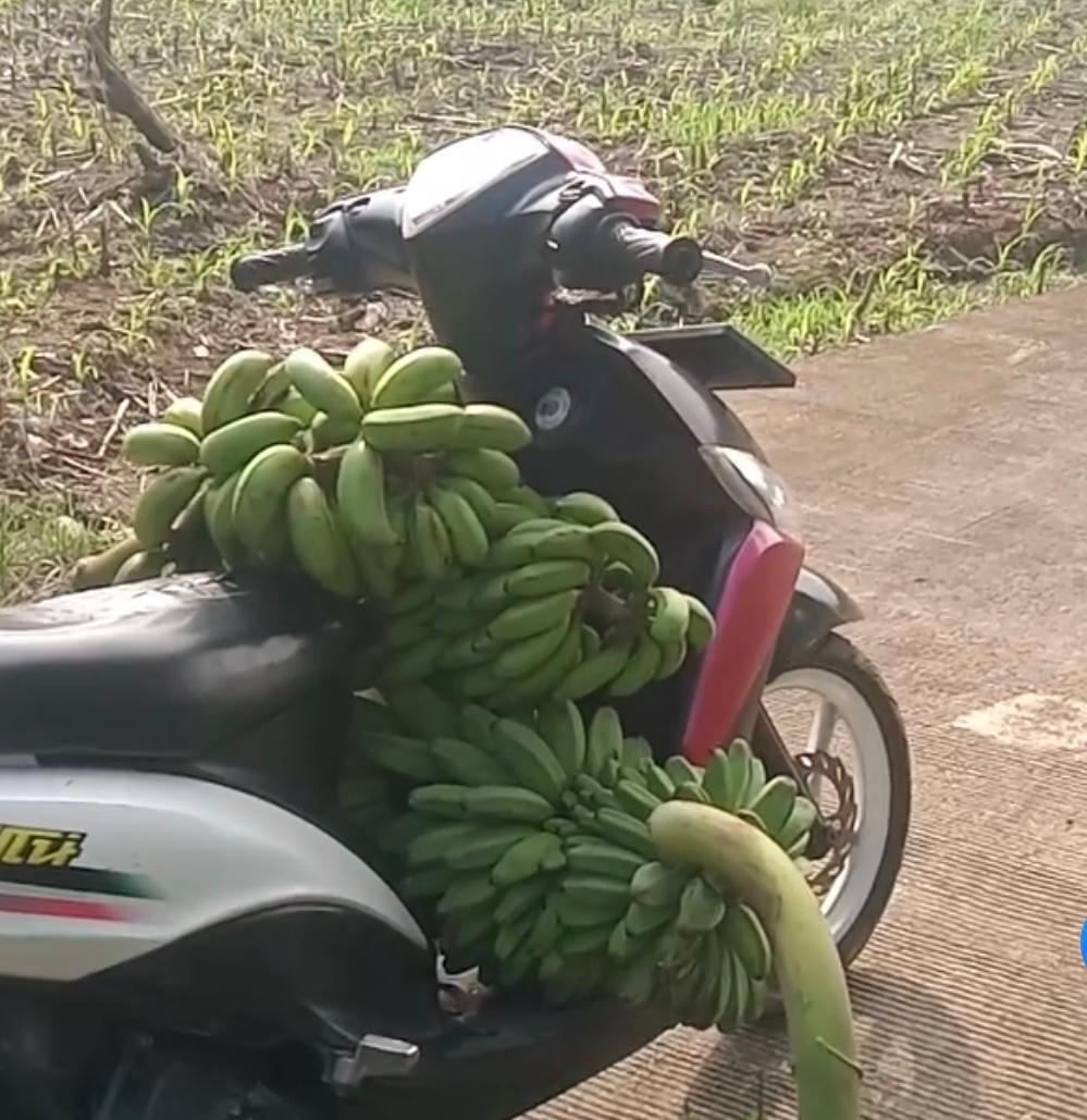 Kocak! Kepergok Pemilik Kebun, Seseorang Diduga Maling Pisang Malah Tinggalkan Motornya