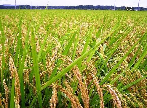 Cuaca tak Menentu Buat Petani Dilema