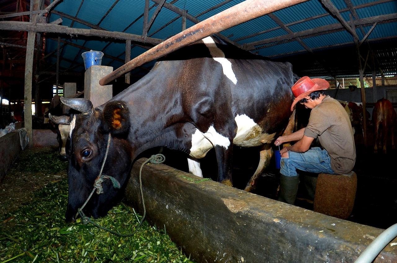 Dapatkan Fasilitas Pembiayaan dan Transaksi dari BRI, Klaster Susu di Ponorogo Berhasil Tingkatkan Produksi
