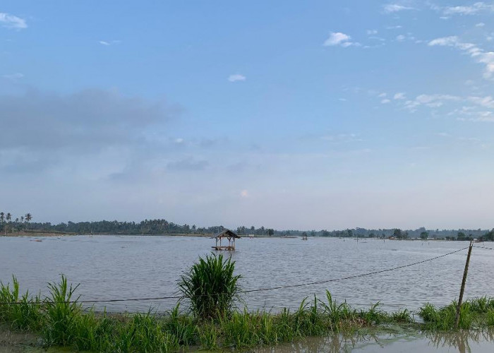 60 Hektar Padi Terendam Banjir