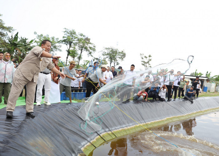 Pilot Project Budidaya Udang Vaname Air Tawar di Agropark Lampung Sukses