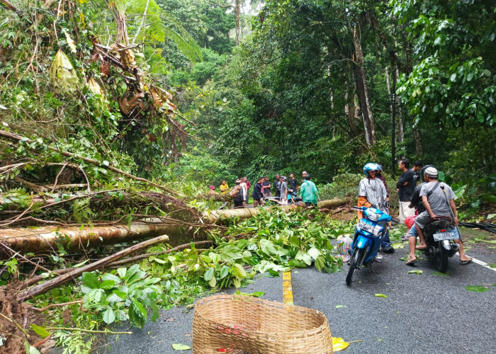 Tanah Longsor di Pekon Labuhan Mandi Way Krui  Sebabkan Kemacetan Panjang di Jalan Nasional Liwa - Krui