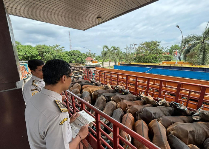 Karantina Satuan Pelayanan Bakauheni Perketat Lalulintas Hewan Kurban 