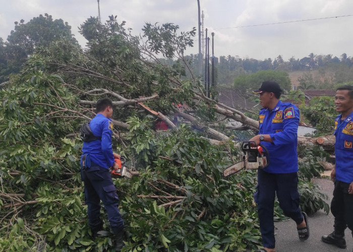 Damkar Sisir Pohon Rawan Tumbang di Komplek Pemkab