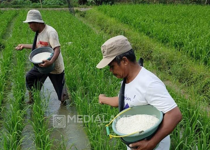 Pemerintah Pusat Alokasikan Pupuk Subsidi 393.645 Ton Untuk Petani di Lampung, Begini Proses Penebusannya!