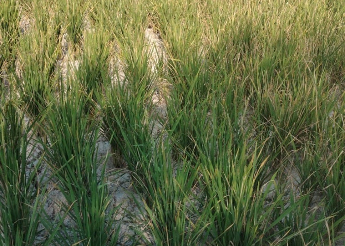 Musim Kemarau di Lampung Selatan, Tanaman Jagung dan Padi Mulai Dilanda Kekeringan