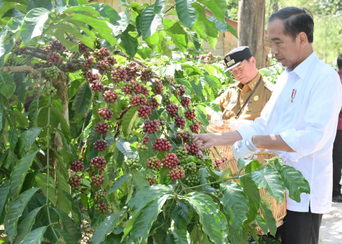 Jokowi Panen Kopi di Lampung Barat : Harusnya Bisa 8 Ton atau 9 Ton, Ini Tugas Kita Bersama!