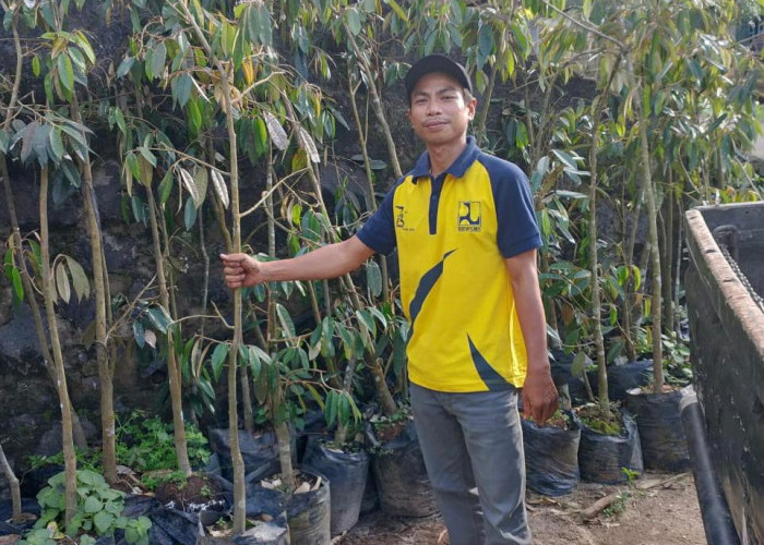 Ingin Jadi Sentra Lagi, Pemdes Padan Sebar Bibit Durian