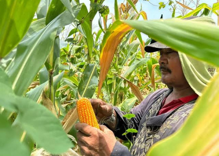 Memasuki Musim Panen Jagung, Petani Tolak Kebijakan Bulog dan Menunggu Inpres Soal Penyerapan Jagung