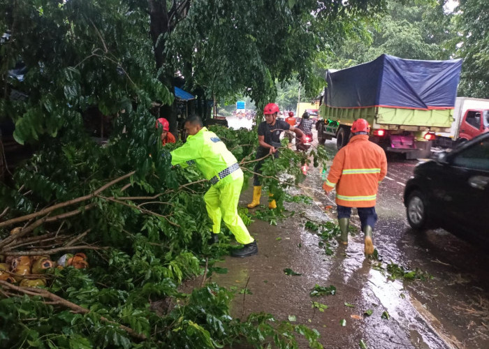 Sempat Halangi Jalinsum Natar, Pohon Tumbang Berhasil Dievakuasi Damkar 