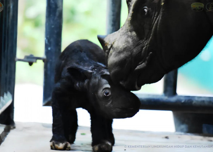 Seekor Bayi Badak Lahir lagi di Taman Nasional Way Kambas