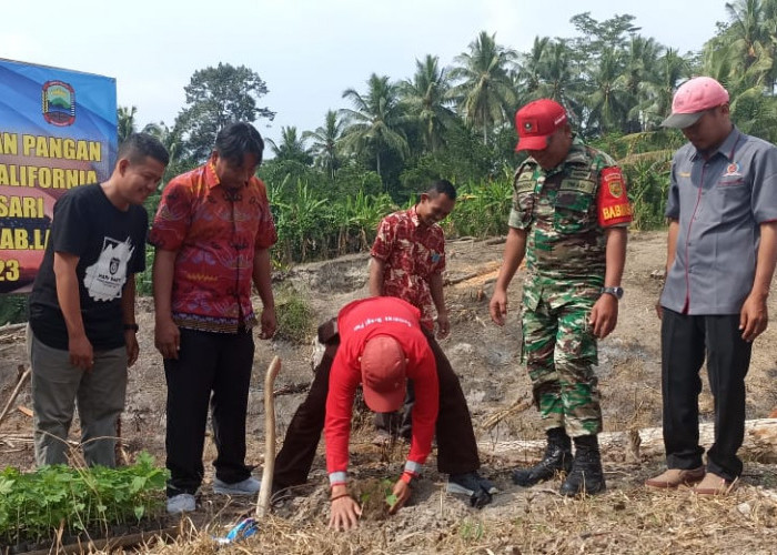 Pepaya Sedang Naik Daun