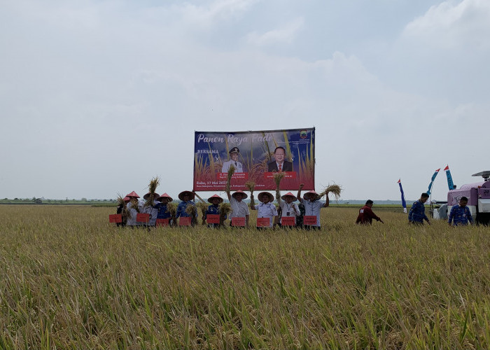 Alhamdulillah, Masuk Musim Rendeng Jadi Berkah, Hasil Panen Padi Meningkat