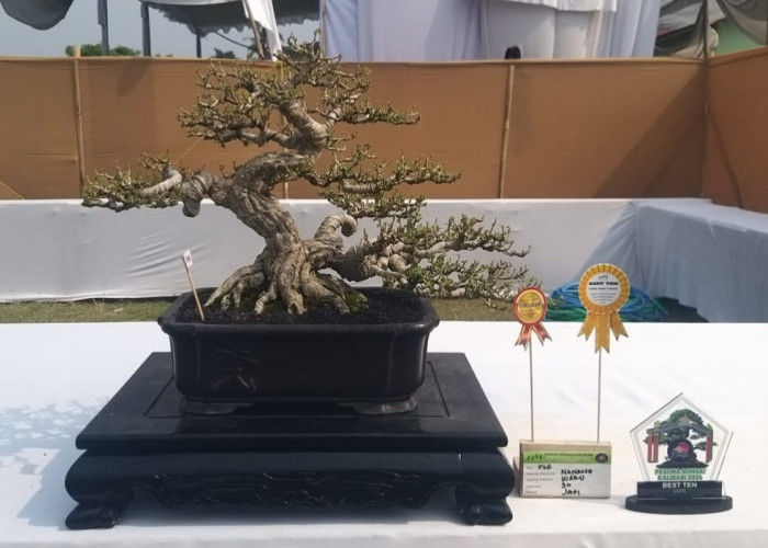 Bonsai Waru Grandong 4 Kali Dapat Best Ten Saudara Mak Lampir Yang Juarai Kontes Pesona Bonsai Kalisari