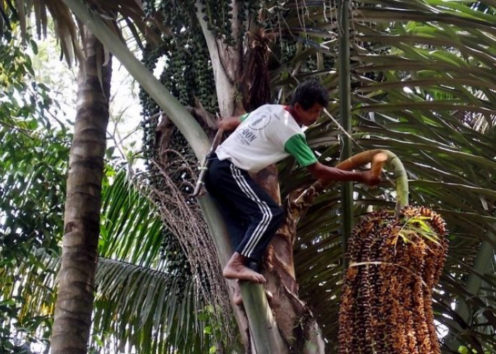 Dulu Dicap Pohon Angker, Kini Tanaman Aren Diproyeksi Sokong Swasembada Energi 