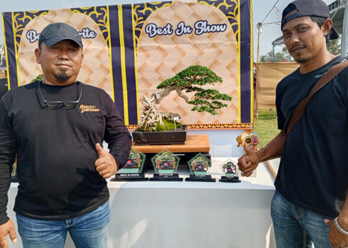 Bonsai Mak Lampir Keluar Sebagai Juara di Pesona Bonsai Kalisari, Begini Penampakannya!