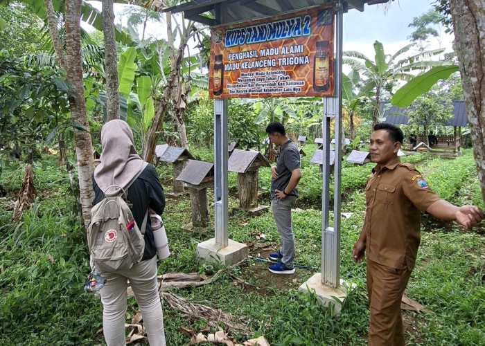 Budidaya Lebah Trigona KUPS Tani Mulya 2 Butuh Dukungan Fasilitas Pemerintah