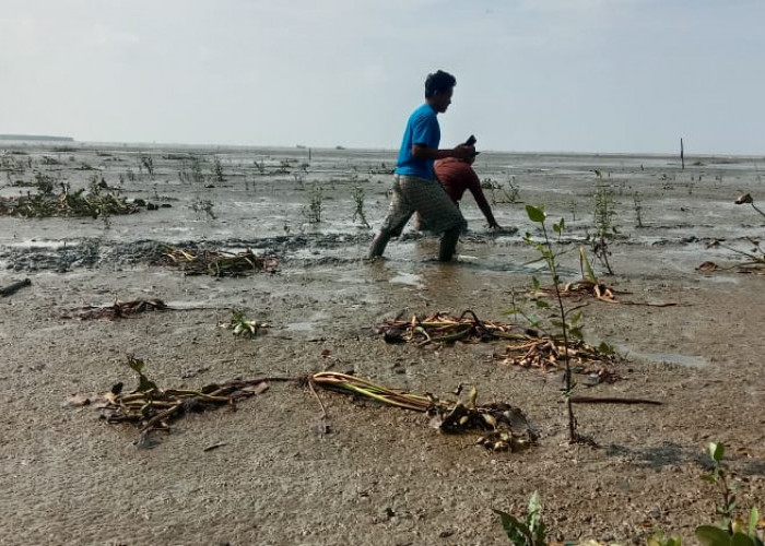 Hijau oleh 25 Ribu Pohon Bakau