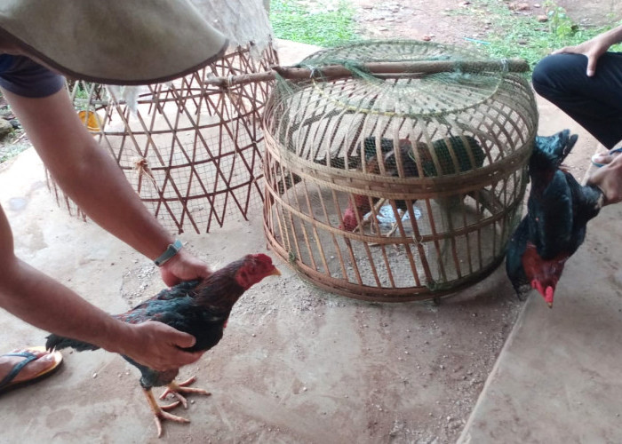 Gerebekan Judi Sabung Ayam, Polsek Labuhan Maringgai Hanya Amankan Barang Bukti 