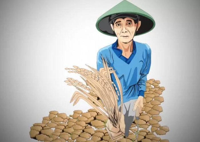 Harga Gabah Lampaui HPP Pas Musim Panen Rampung