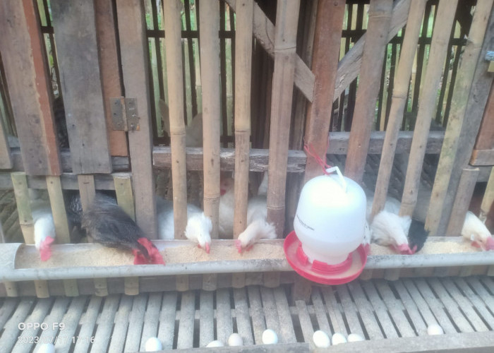 Cerita Masyarakat di Kecamatan Natar Berternak Ayam Jenis KPU, Menghasilkan Jutaan Setiap Bulan